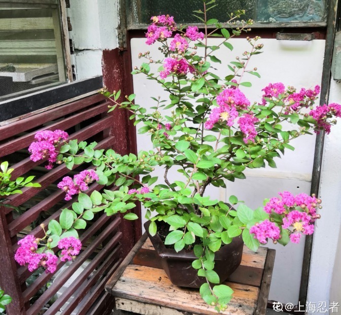 紫薇树|路边的紫薇花,种盆里变老桩盆景,价值太珍贵!