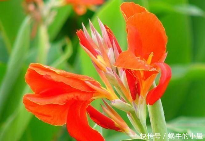 4种“漂亮花”，好打理易爆盆，花朵粉嫩丰腴，绚丽夺目