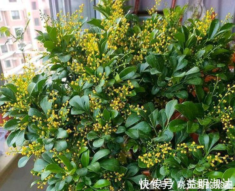 植物|家养这些植物，改善睡眠质量，一觉睡到天亮，还好养