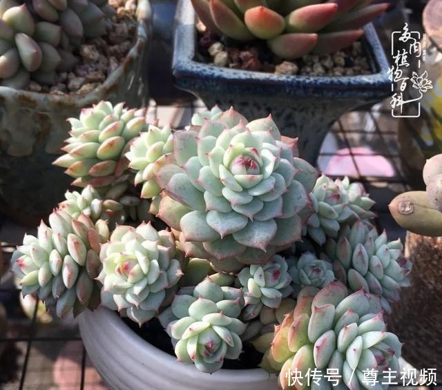 百科|养多肉三年多,初见惊鸿!累并快乐着!养多肉三年多,初见惊鸿!累并快乐着!