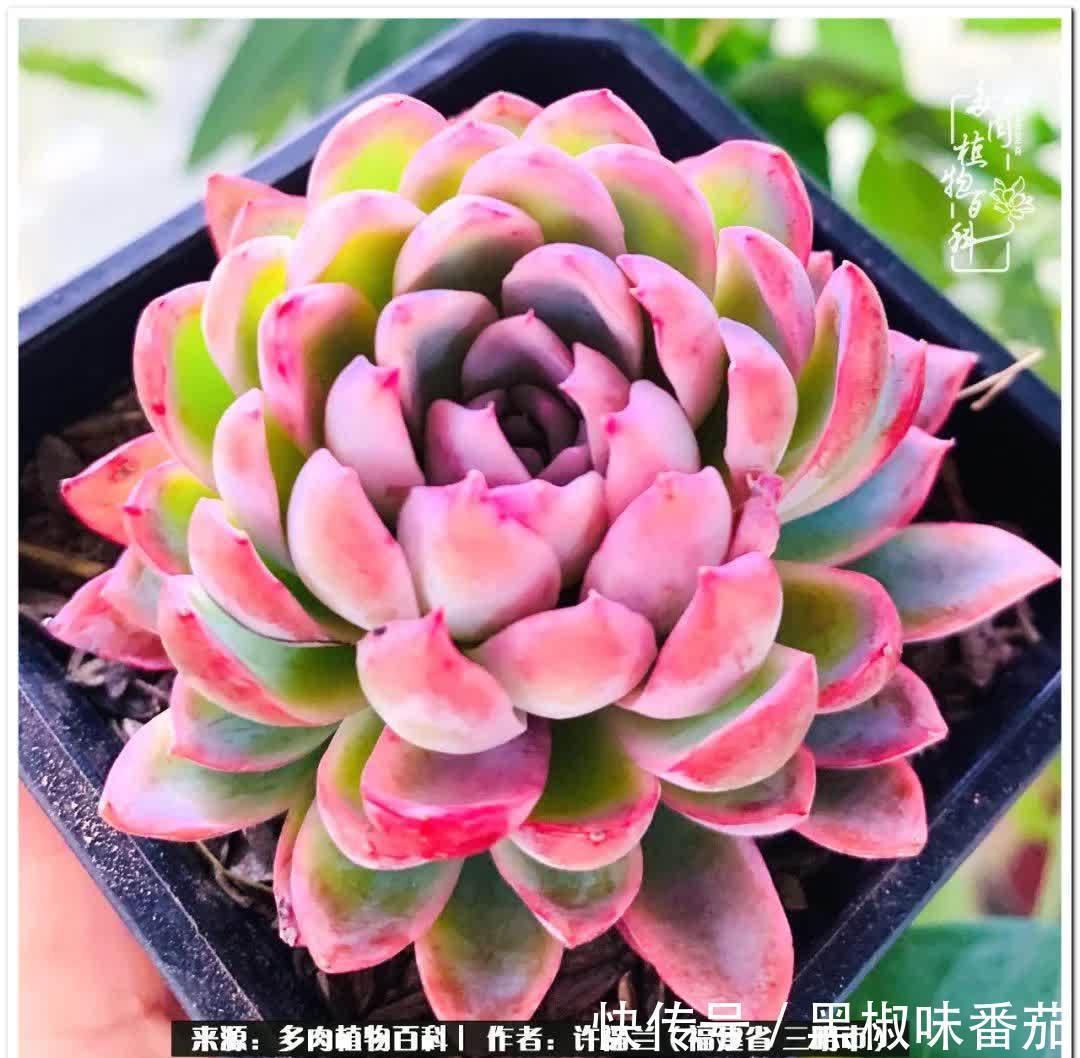 尖尖|养多肉两年,美丽与赏心悦目并存!