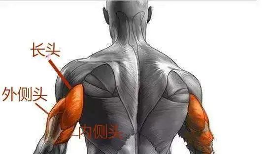 肌头|手臂太细怎么练掌握这3点，“肱三头轰炸”练出麒麟臂