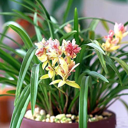 此兰花是多瓣奇花的经典品种之一,花型饱满,香气袭人,好养易活