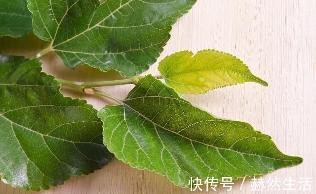 山楂|黄芪和它是“搭档”,排寒祛湿,三高也许“偷偷”降