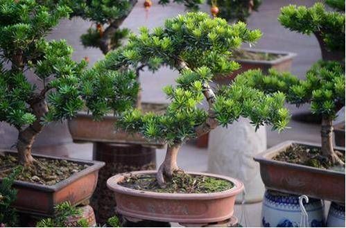 有经验的人,只喜欢这3种花,寓意好放在家里价值高