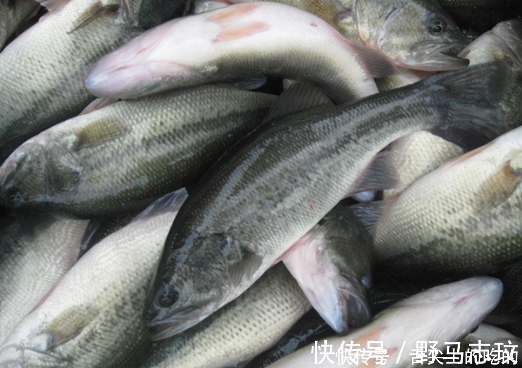 鱼肉|鲤鱼鲫鱼比不过,这3种海鱼才是“营养首选”!老板:会吃是行家