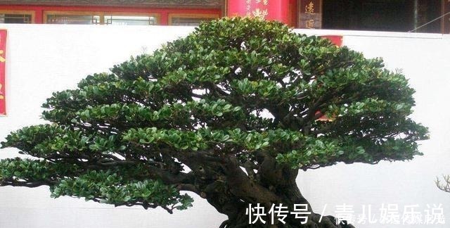 花儿|盆景分“大小”,这6种盆景越“小”越值钱,有果子价值翻倍!