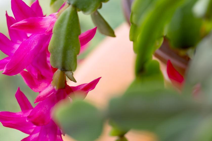 养花宝典，养好蟹爪兰只要做到这四点，千万要注意