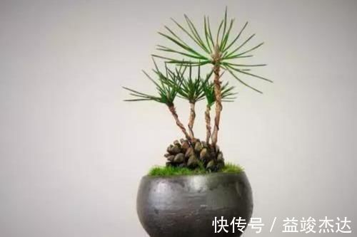 山上捡来的松塔，简单几步就能让它发芽，成了美观的小盆景