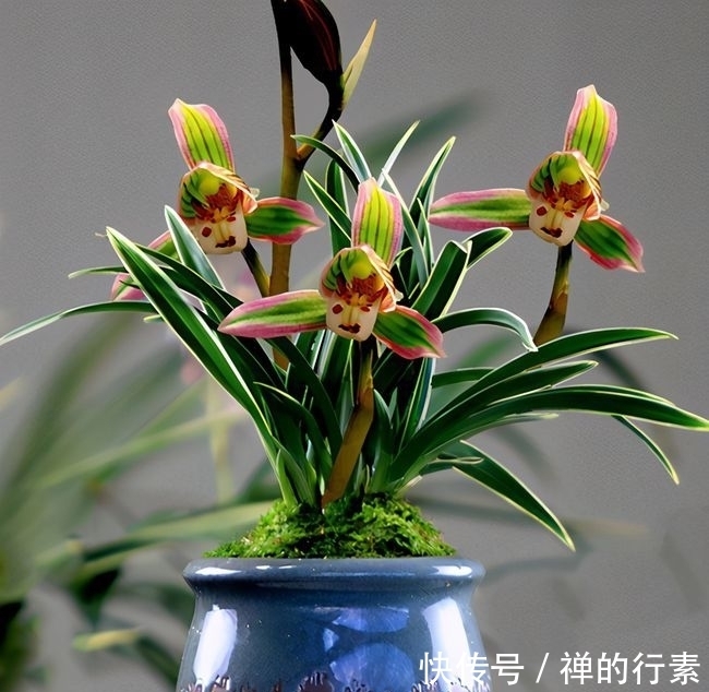 三面|宋代穷困潦倒的诗人陈师道,面对邻居赏春邀请,只能以诗婉拒了