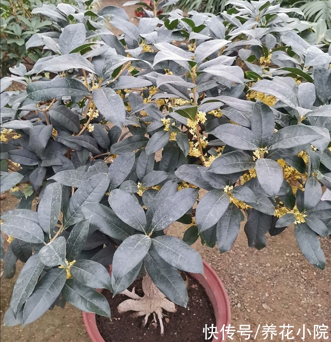 茶花|家里养2种花，6月以后切记别修剪，不然没花看