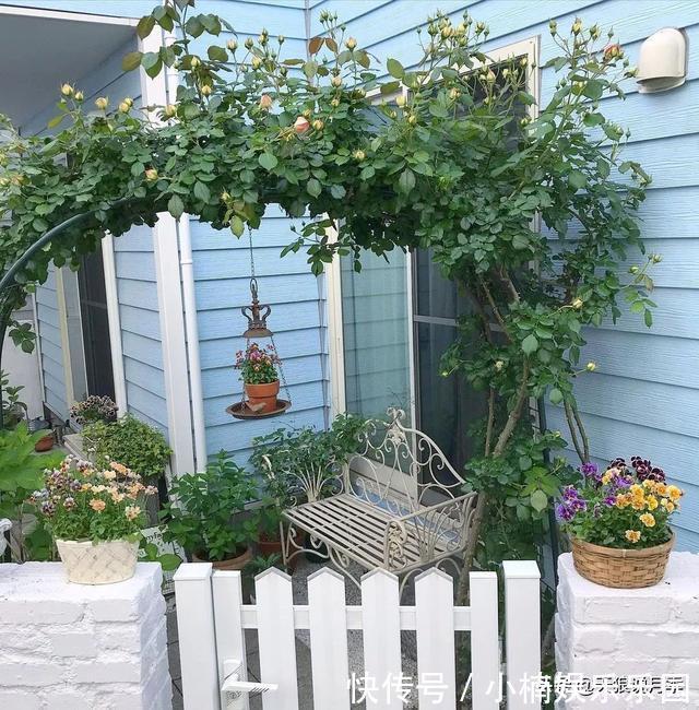 毛地黄|小空间花园打造指南丨四季开花不断,她是怎么做到的?