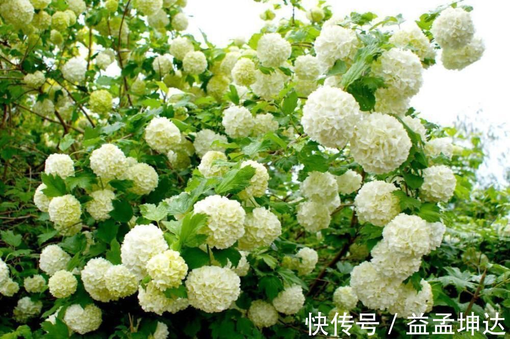 家有庭院绝不可错过的5种花,打造花海无压力,任谁看了都羡慕