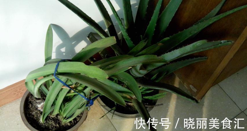 卧室里养花，怕植物和人争氧，睡眠越来越差，不如就试试这4样