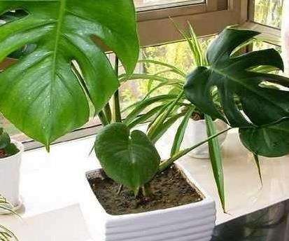 夏天最适合养的三种花,越热越能花开爆满盆,好看又耐活