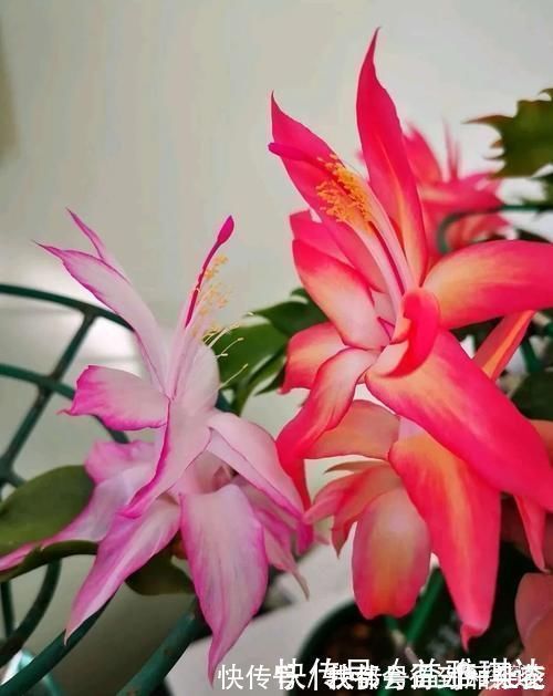 蟹爪莲|三角梅,蟹爪兰开花少,教你一个“土方法”,轻松爆花!