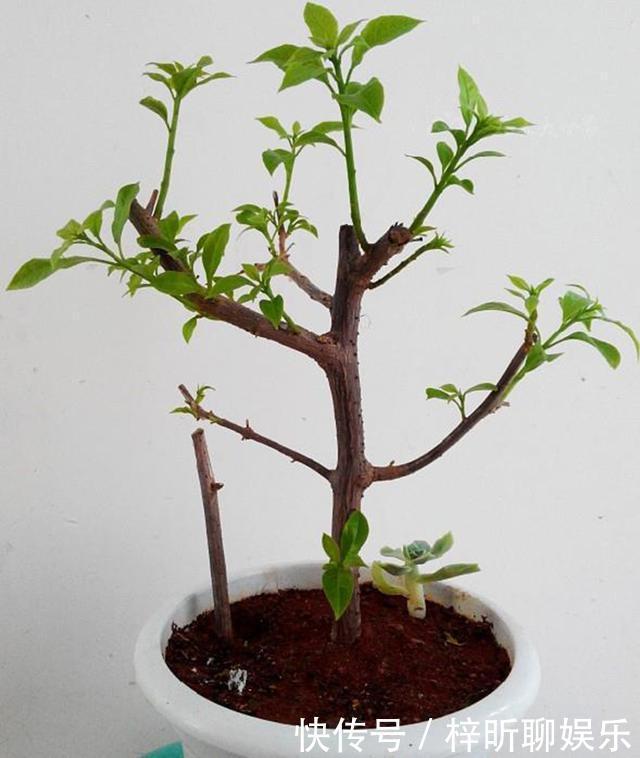 蟹爪兰|3种花掐点枝就能来个“大变身”,一盆变多盆,成活率高,生长快