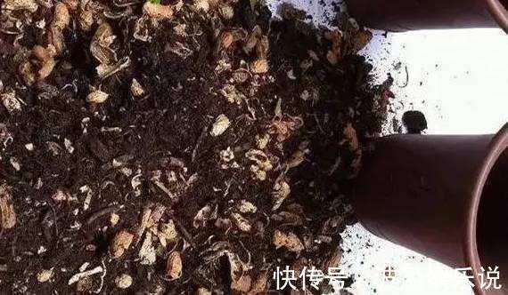 小花|2种“废物”别丢了,水里“泡一泡”扔盆里,养花好,不用施肥!