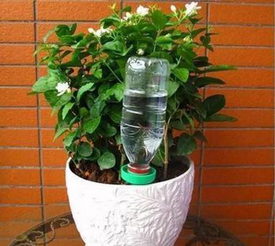 朋友这样给花浇水,不但浇不死还越浇越旺,很少有人知道!