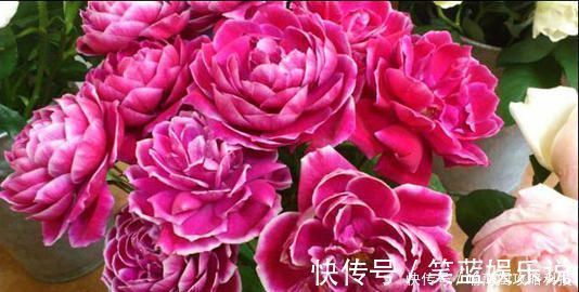 养花|此花被称世界名花,漂亮不输牡丹,四季有花赏,是家庭盆栽佳品