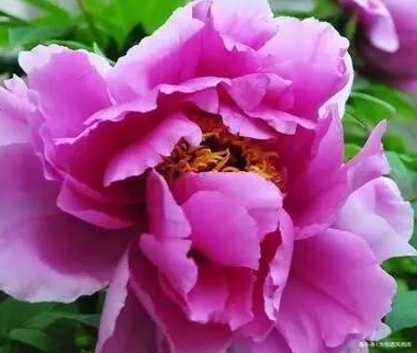 此花贵为国花,自古以来就备受宠爱,被推为百花之首