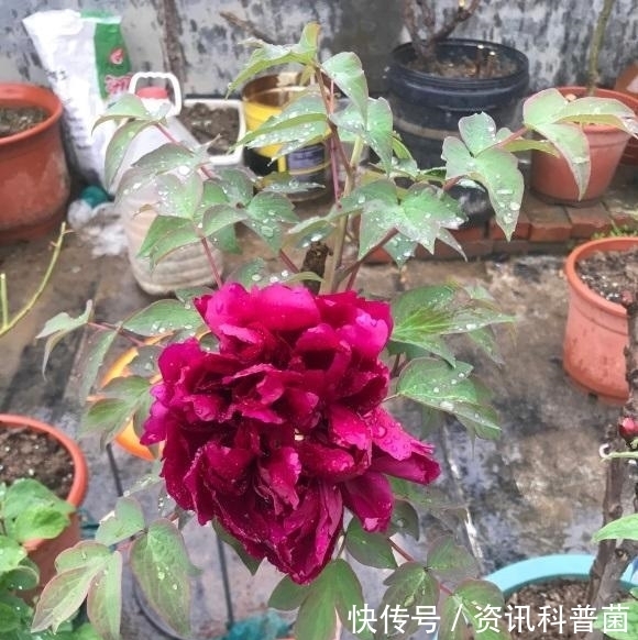 喜欢牡丹花,盆栽的牡丹能不能买?盆栽牡丹开花少,不建议买