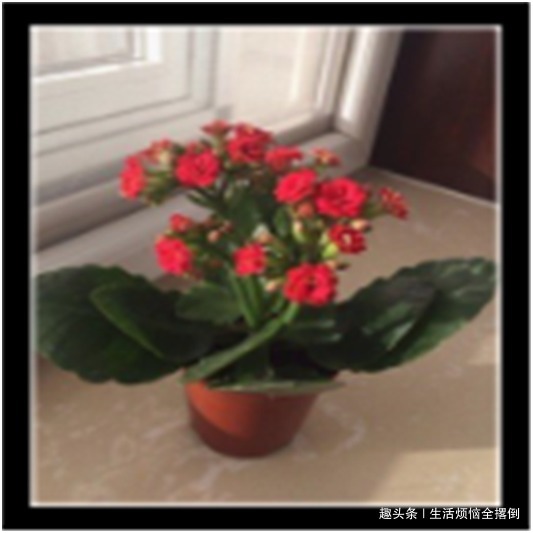 长寿花只长叶不开花，教你两招，迅速开花爆盆