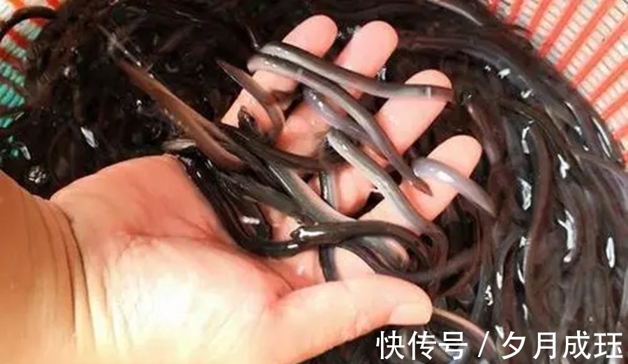 玻璃鳗@被人吃了几千年的鱼,直到突然濒危,也没人知道它们来自何处