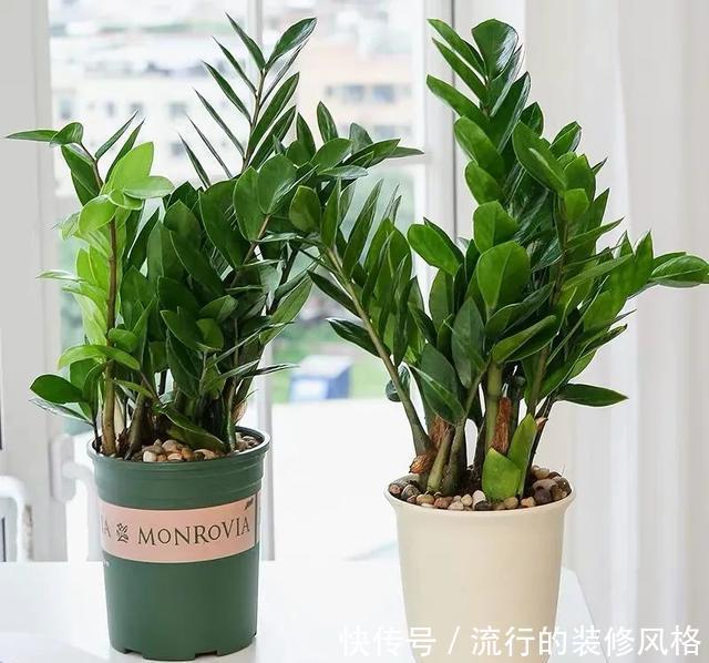 植株|冬天养金钱树,做好这5件事,叶子绿得发亮,越养越精神