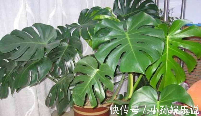 养花“有窍门”,往盆里撒点“它”,花卉长得旺,呼呼疯长!