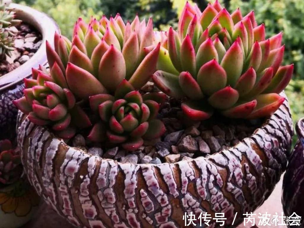 寒潮过后，多肉美出天际，颜色鲜艳明亮，真馋人！