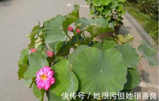 老妈|老妈将养了5年的荷花给打碎了，却取出这样的东西，真是让人惊喜