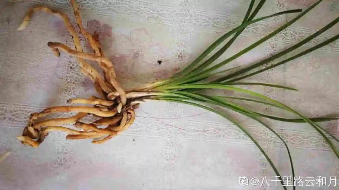 浇水|警惕秋老虎，别让你的花，度过夏天，却死在秋天