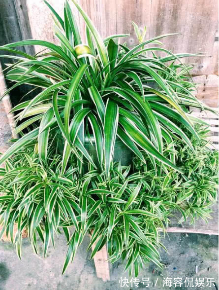 悄悄告诉你，养“吊兰”用3个方法，花开不断，一年长成绿瀑布！