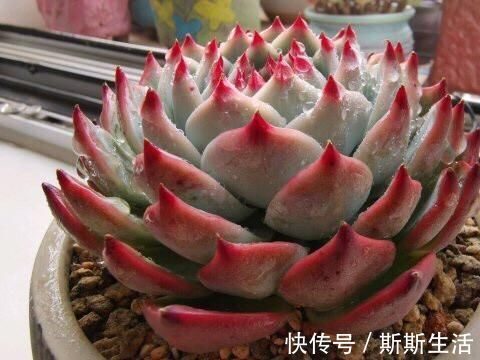 封闭阳台养什么多肉最合适，老花友诚心推荐这12款，省心又漂亮