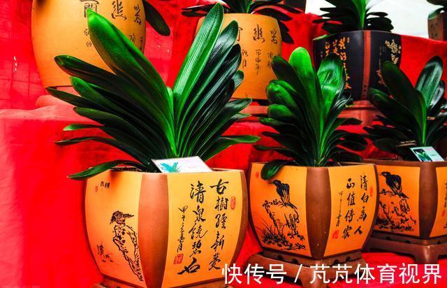 君子兰有“4怕2不喜”,难怪总也养不好,新手看了能规避