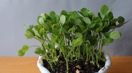 一大|买来的花生米直接撒花盆里养,没过一周就长满一大盆,要不要吃掉