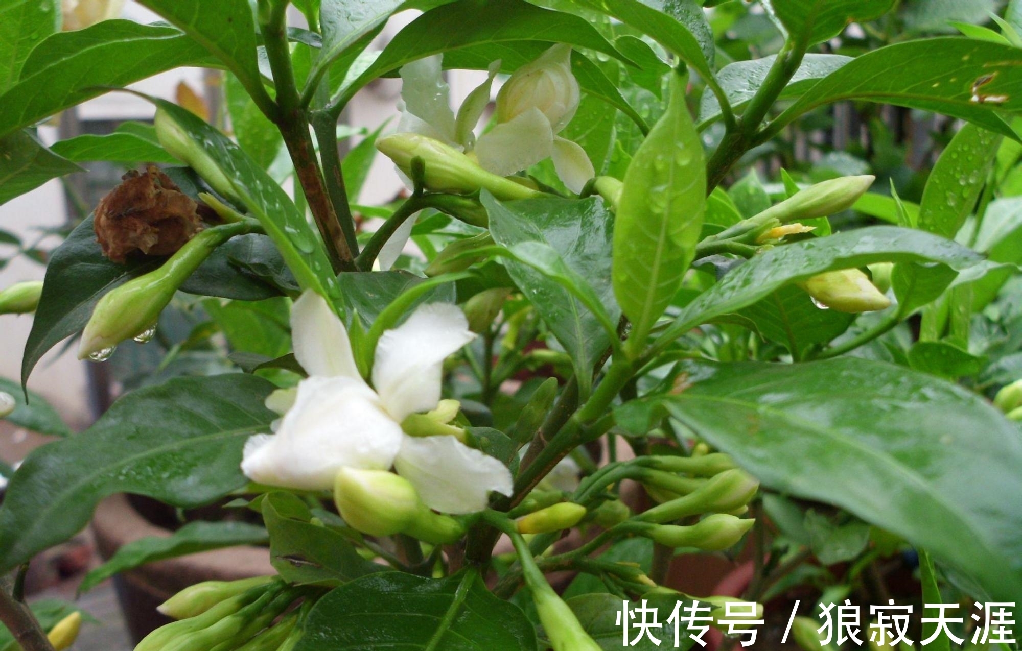 养殖|栀子花叶黄掉苞,是3大原因造成的,怎么办?