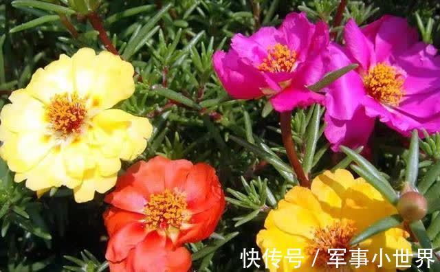 牡丹|太阳花里的“翘楚”，开花如牡丹，生长快速，开花还多