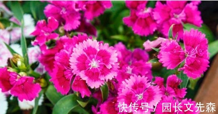 绿萝|4种花养家里,开花又大又艳,比牡丹美,比绿萝好养!