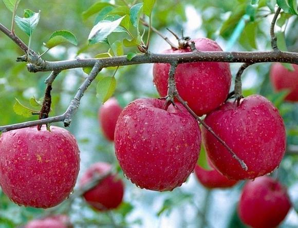 营养均衡|男人怎么能说不行！合理搭配食物，吃出健康，吃出强壮