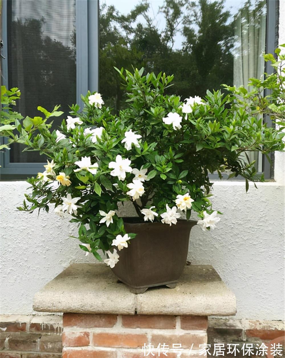 夏天|7种漂亮花，自带“体香”，阳台养一盆，家里就像喷香水