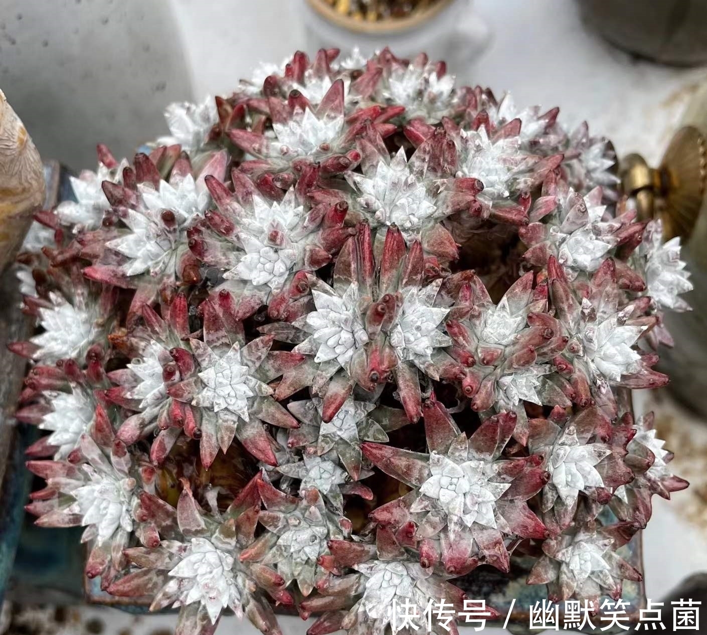 沐寒揽风,看几盆红绿肥瘦,等一春灿烂盛景