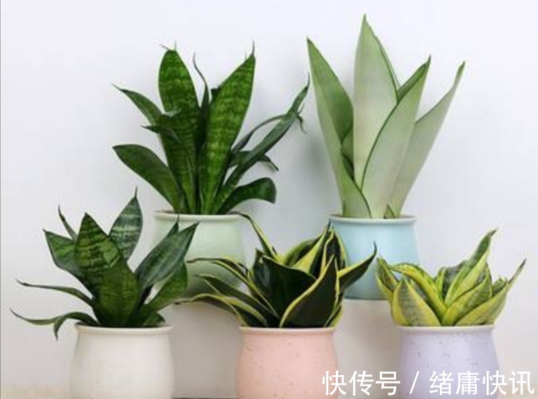 牡丹吊兰|4种花能观赏能“养人”,建议养几盆,好看又利于健康