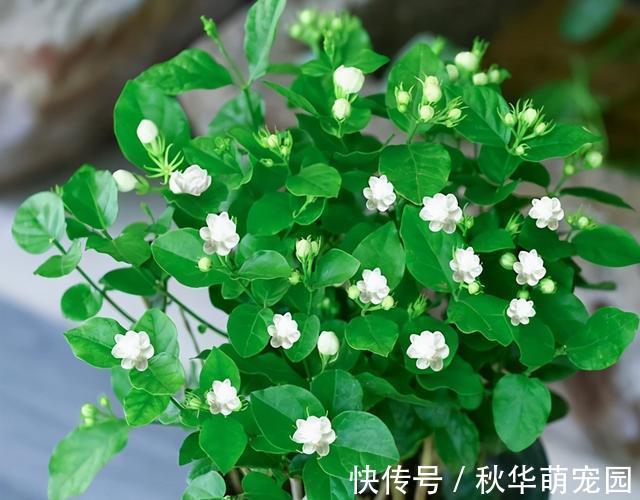 想要茉莉多开花,记住“十二字”口诀,一茬一茬开香花