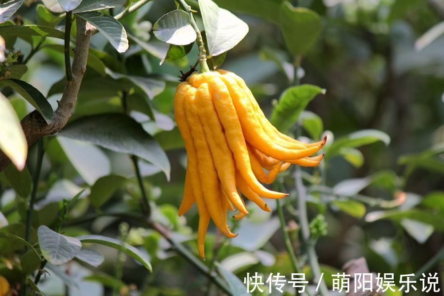 本草便读|一个妙方2味药,一个调肝一个调脾,让你吃得下,睡得着,心情好