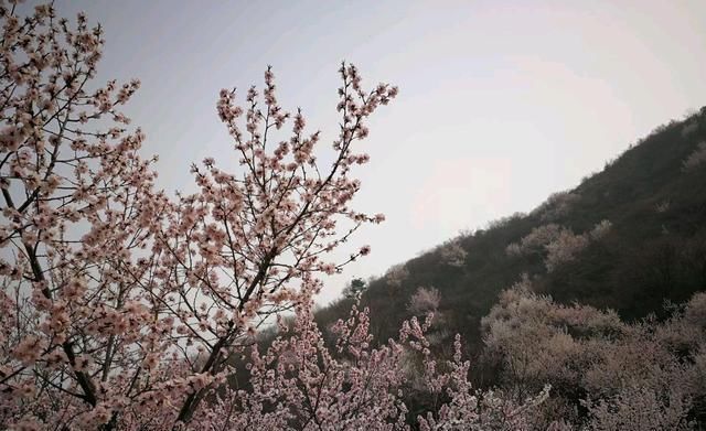 燕平八景白虎涧桃花杏花遍山野（新华社杨兆波报道）