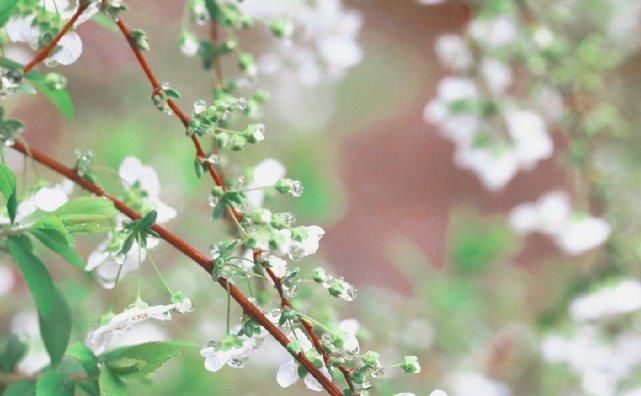  名花一枝香一国——诗词美图集