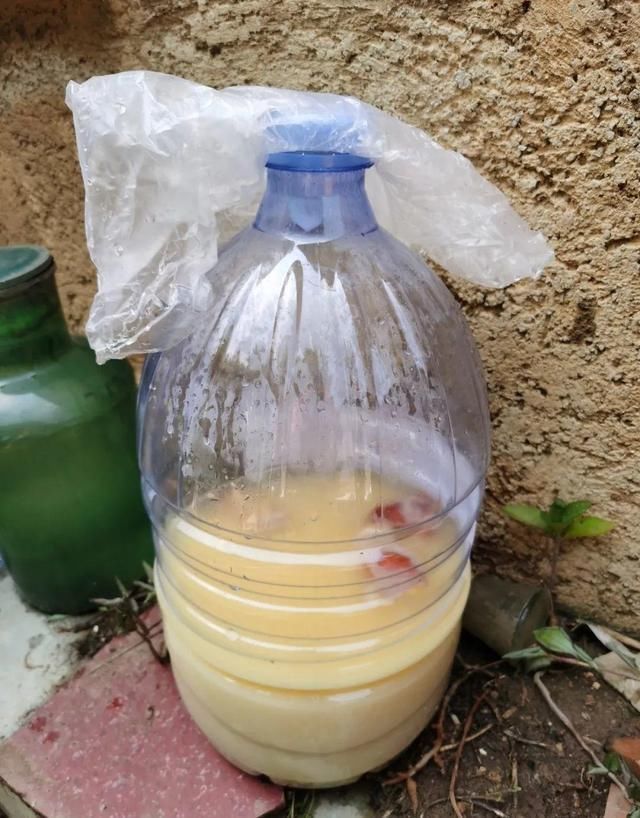 9种花真是老酒鬼,5天一小杯,叶子绿得像打蜡