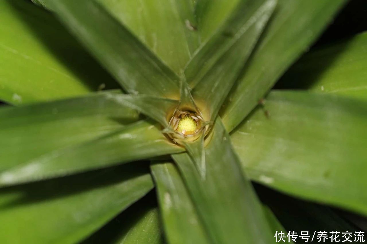 吃剩下的菠萝头别丢，水培生根后转土培，2年后可开花结果